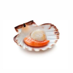 KAPESANTE U POLU ŠKOLJKE