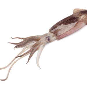 LIGNJA PATAGONIKA C4L